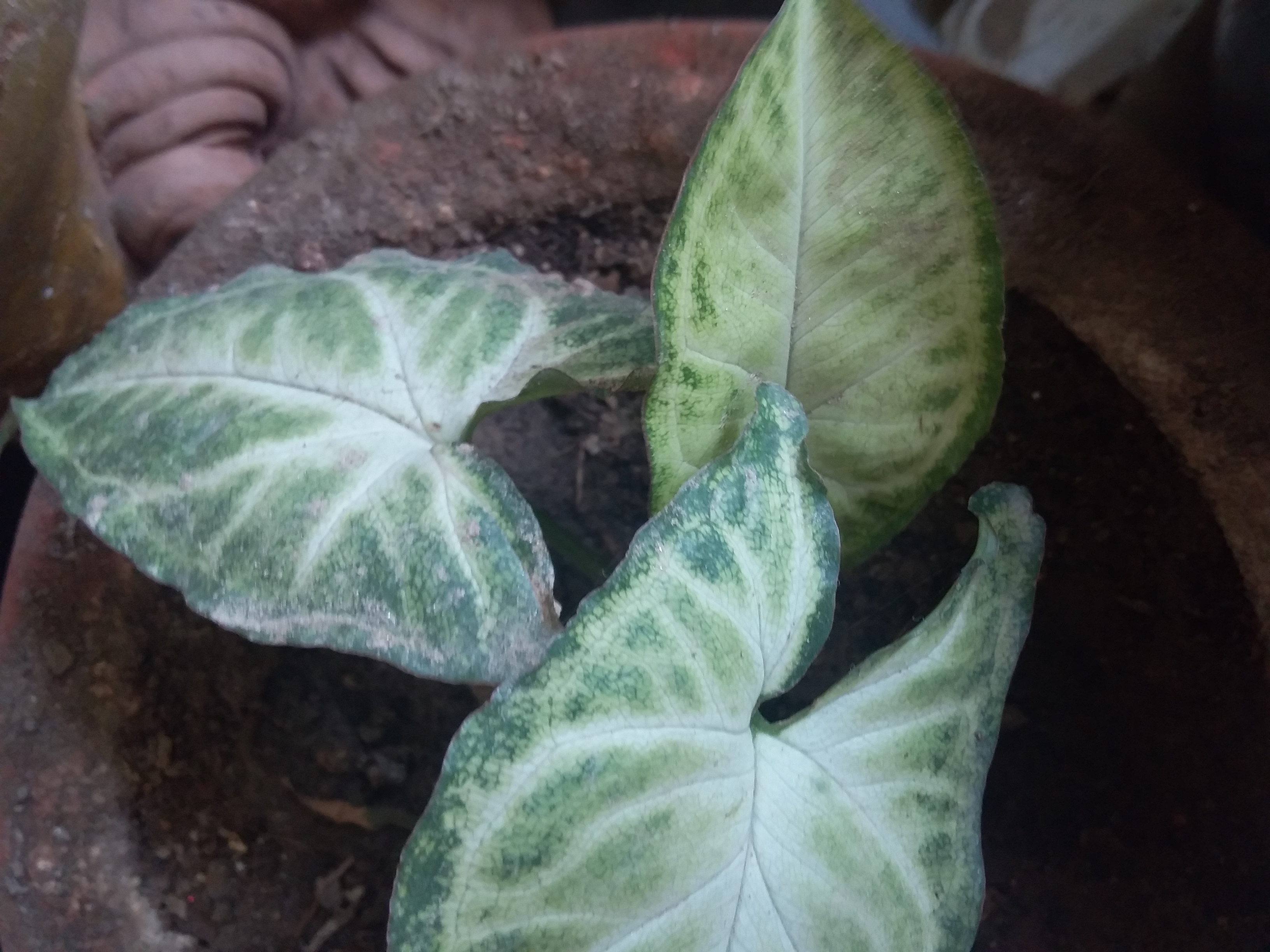 syngonium podophyllum Plants India